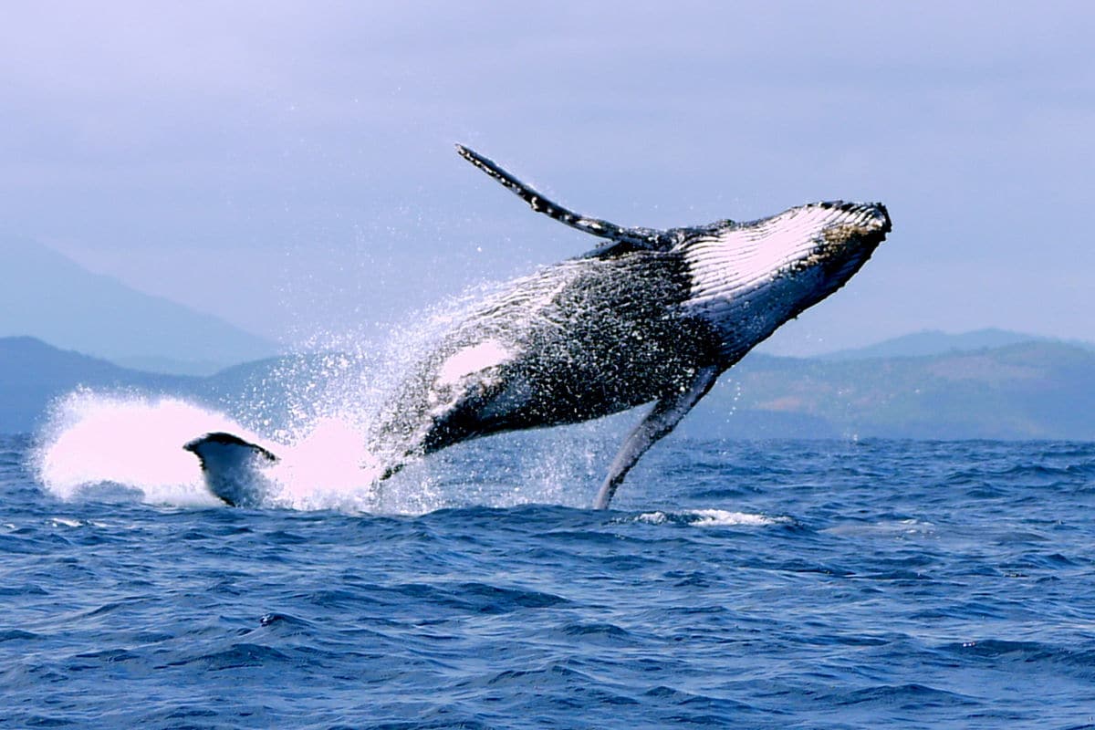 Sortie Baleine