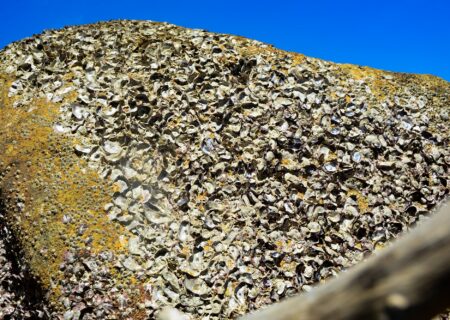 IMG_2120-450x320_0003_DSC_5709-min